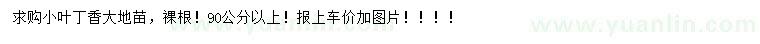求購(gòu)90公分以上小葉丁香