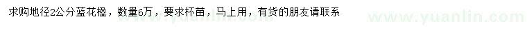 求購地徑2公分藍花楹