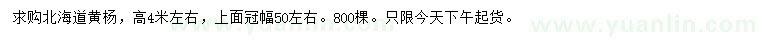 求購高4米左右北海道黃楊