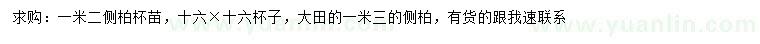 求購(gòu)1.2、1.3米側(cè)柏