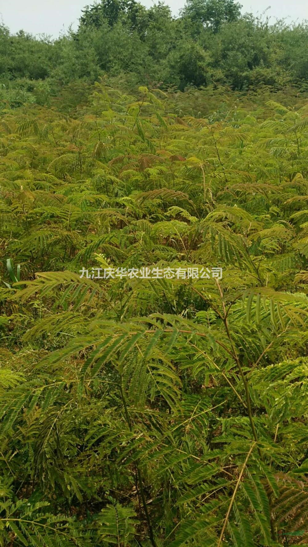 江西合歡小苗3哪里好/哪家便宜