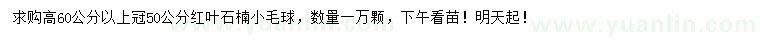 求購高60公分以上紅葉石楠小毛球