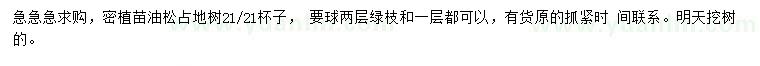 求購油松