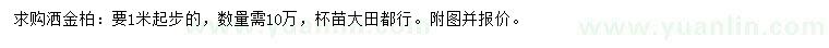 求購1米起步灑金柏