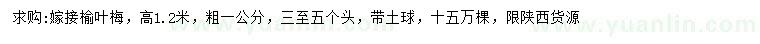 求購(gòu)高1.2米嫁接榆葉梅