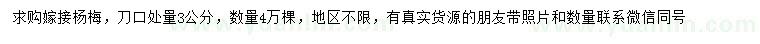 求購3公分嫁接楊梅