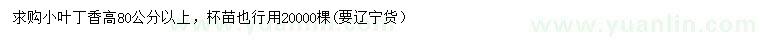 求購(gòu)高80公分以上小葉丁香