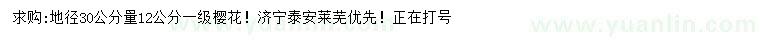 求購地徑30公分量12公分櫻花