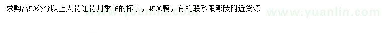 求購高50公分以上大花紅花月季