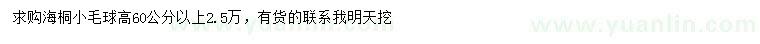 求購高60公分以上海桐小毛球