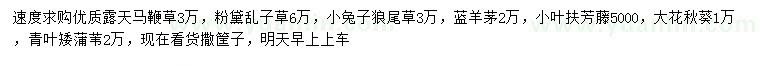 求購(gòu)馬鞭草、粉黛亂子草、小兔子狼尾草等
