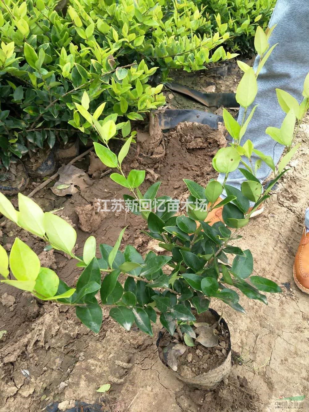 江蘇[產品]/江蘇金森大杯苗價格/報價