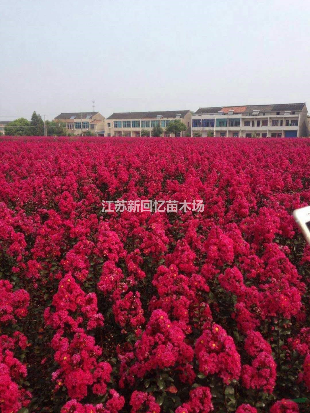 美國紅火箭紫薇，紅火球，天鵝絨紫薇哪里好/哪家便宜