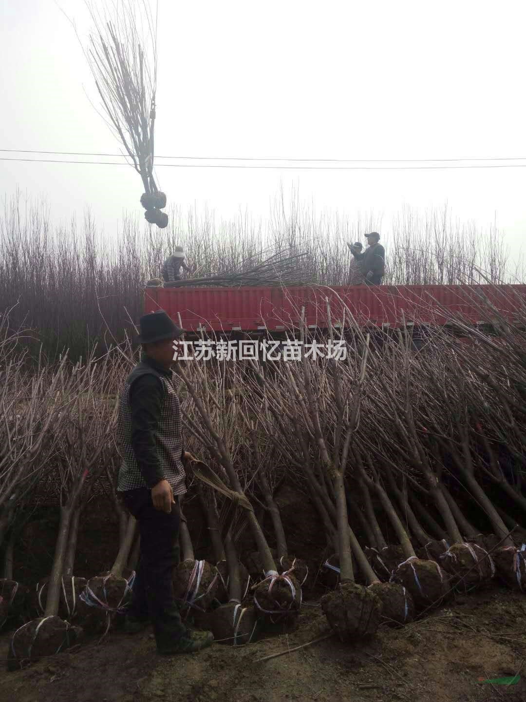 江蘇紫葉李批發/供應