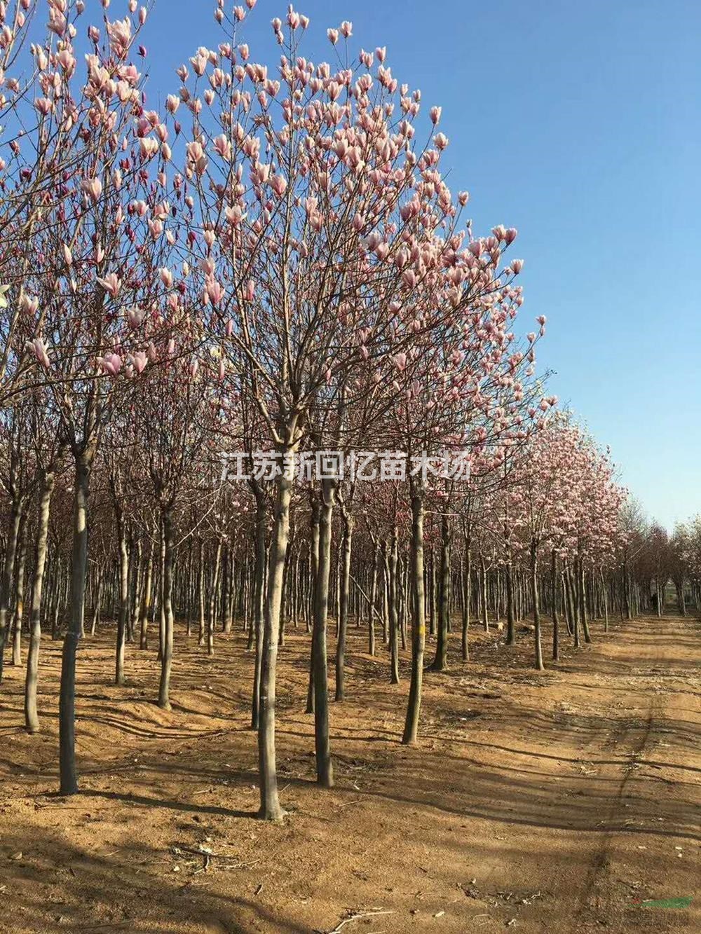 江蘇紫玉蘭介紹/特征/用途
