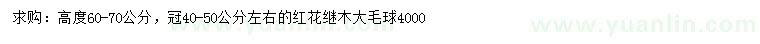 求購(gòu)高60-70公分紅花繼木大毛球