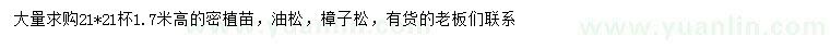 求購高1.7米油松、樟子松