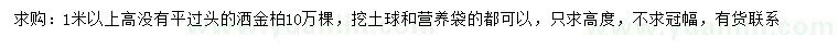 求購高1米以上灑金柏