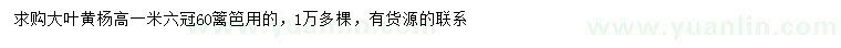 求購(gòu)高1.6米大葉黃楊