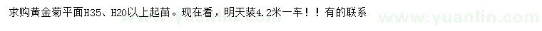 求購高20、35公分黃金菊