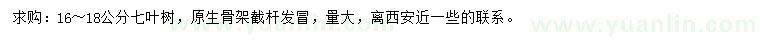 求購16-18公分七葉樹(shù)