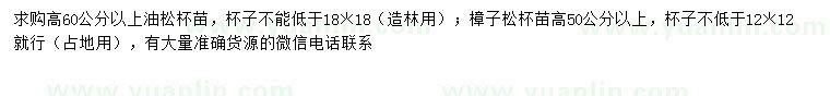求購高60公分以上油松、50公分樟子松
