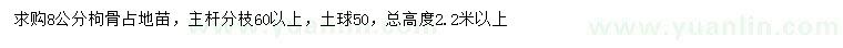 求購8公分枸骨占地苗