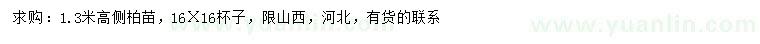 求購高1.3米側(cè)柏苗