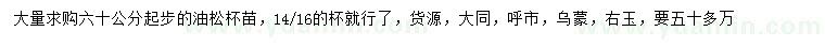 求購60公分起步油松