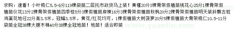 求購(gòu)小葉欖仁、黃槿、儀花等