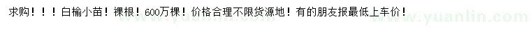 求購白榆小苗
