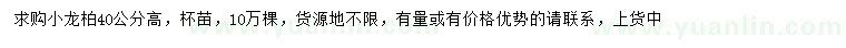 求購高40公分小龍柏