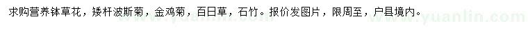 求購矮桿波斯菊、金雞菊、百日草等