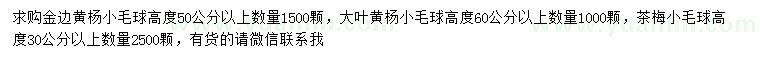 求購金邊黃楊小毛球、大葉黃楊小毛球、茶梅小毛球