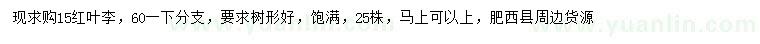 求購15公分紅葉李