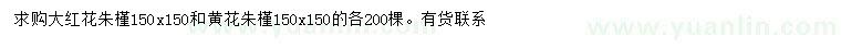求購150*150公分大紅花朱槿、黃花朱槿