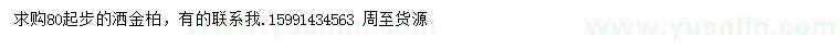 求購(gòu)80公分起步灑金柏