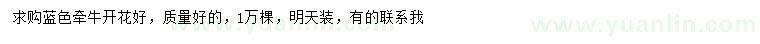 求購藍色牽牛