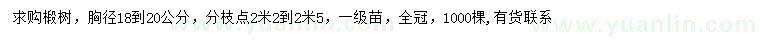 求購胸徑18-20公分椴樹