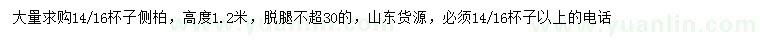 求購(gòu)高1.2米側(cè)柏