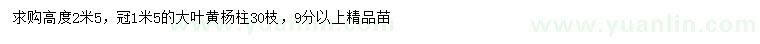 求購高2.5米大葉黃楊柱