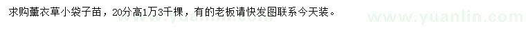 求購高20公分薰衣草