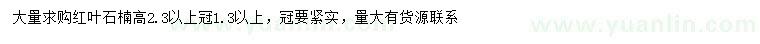 求購高2.3米以上紅葉石楠