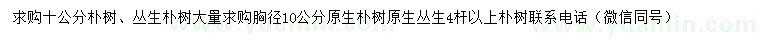 求購(gòu)胸徑10公分樸樹、叢生樸樹