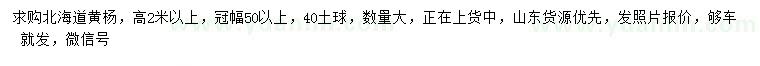 求購高2米以上北海道黃楊