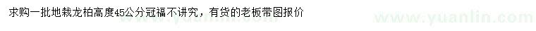 求購高45公分龍柏