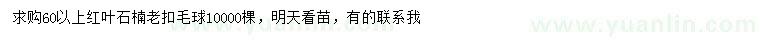 求購60公分以上紅葉石楠老扣毛球