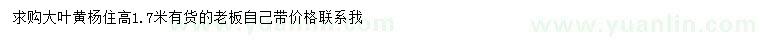 求購(gòu)高1.7米大葉黃楊柱