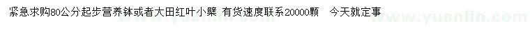 求購80公分起步紅葉小檗