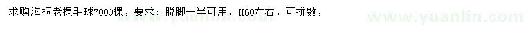 求購(gòu)高60公分左右海桐